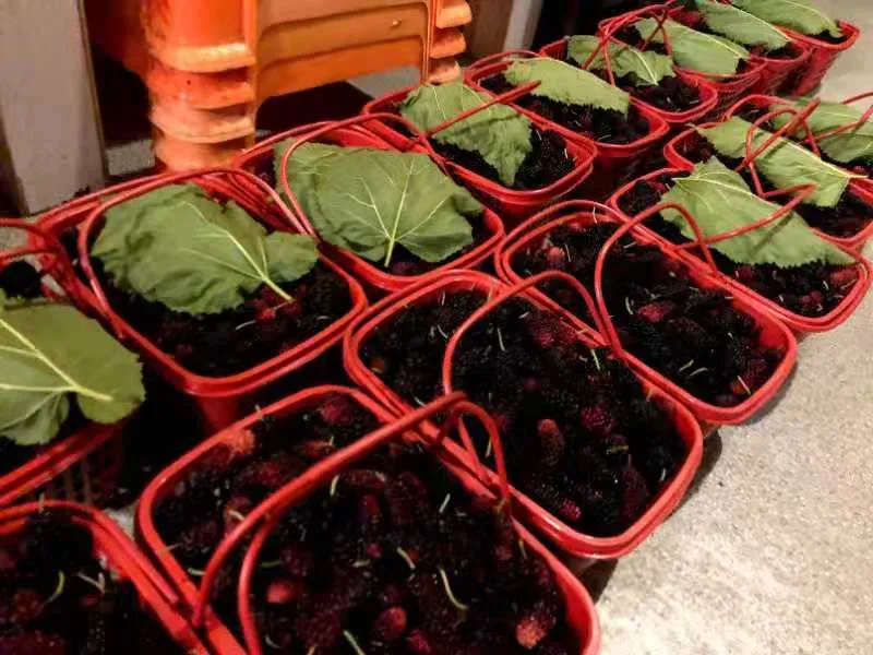 樱桃、桑葚、蓝莓……水果采摘季来啦！奉上最新采摘地图，赶紧收藏