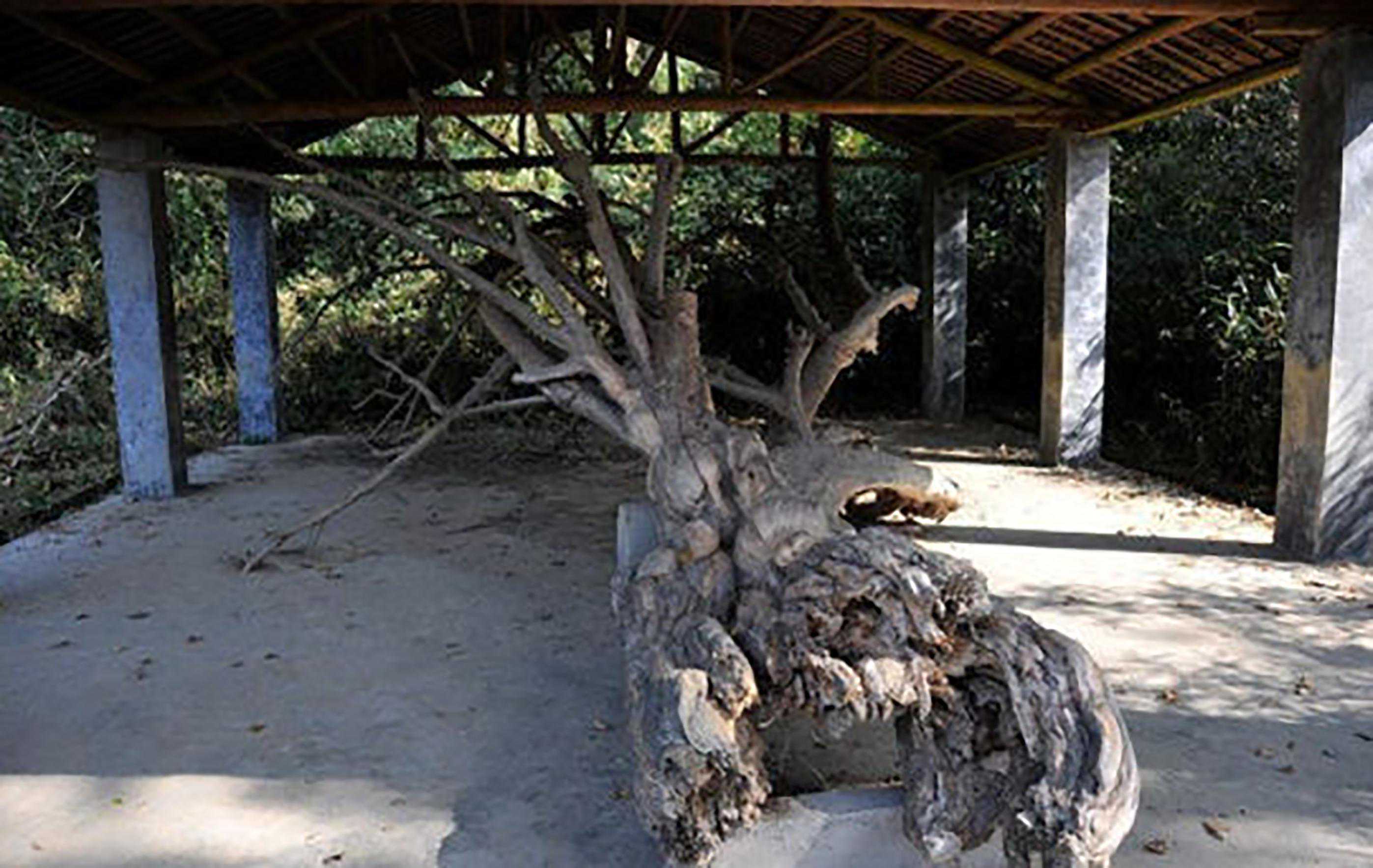 洛阳旅游年票可用，洛阳赏花半价和免票人群公布，有条件的请收藏